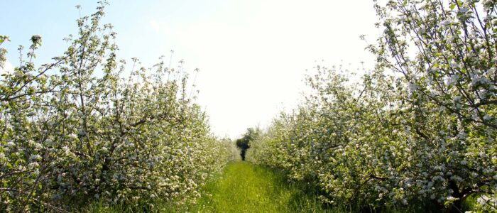 A local apple orchard in bloom